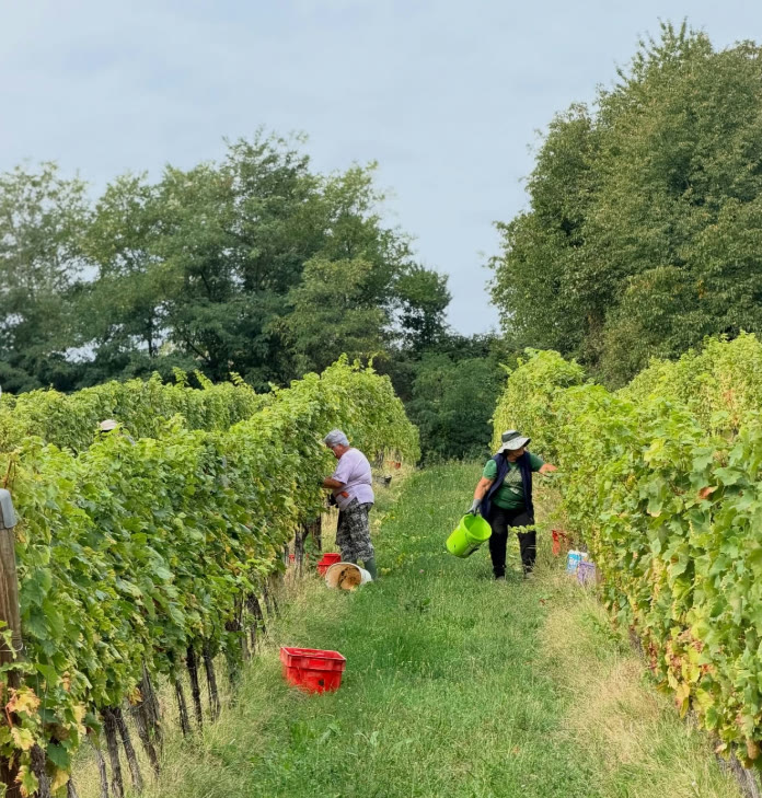 Berba grožđa u vinogradu vinarije Soldo